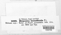 Sphaerulina frondicola image